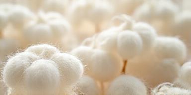 Cotone organico certificato GOTS pronto per la produzione sostenibile